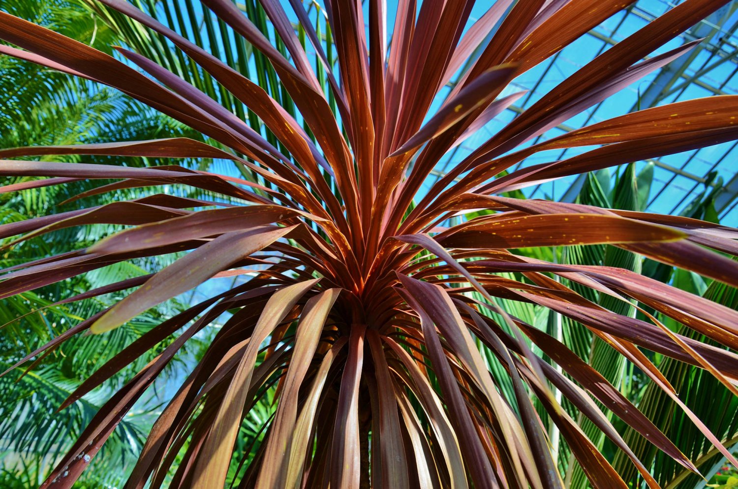 10 Tropical Seeds! Cordyline australis purpurea Purple Leaves Perennial ...