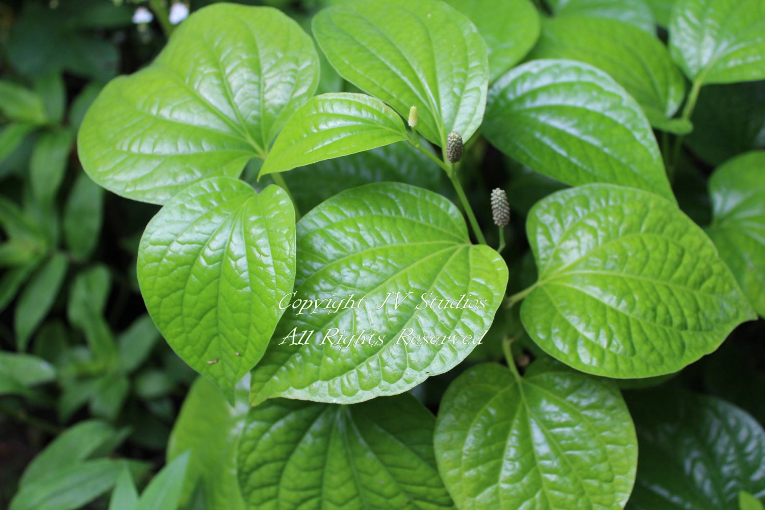 10 seeds Piper nigrum Peppercorn Seeds Grow your Own Black Pepper Spice