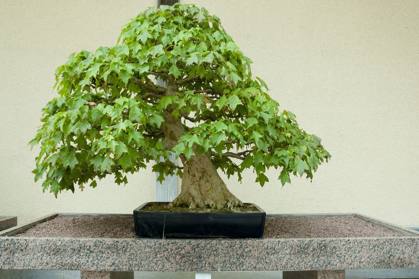 20 seeds Acer buergerianum Seeds Trident Maple Tree Bonsai -Standard Stunning Fall Color