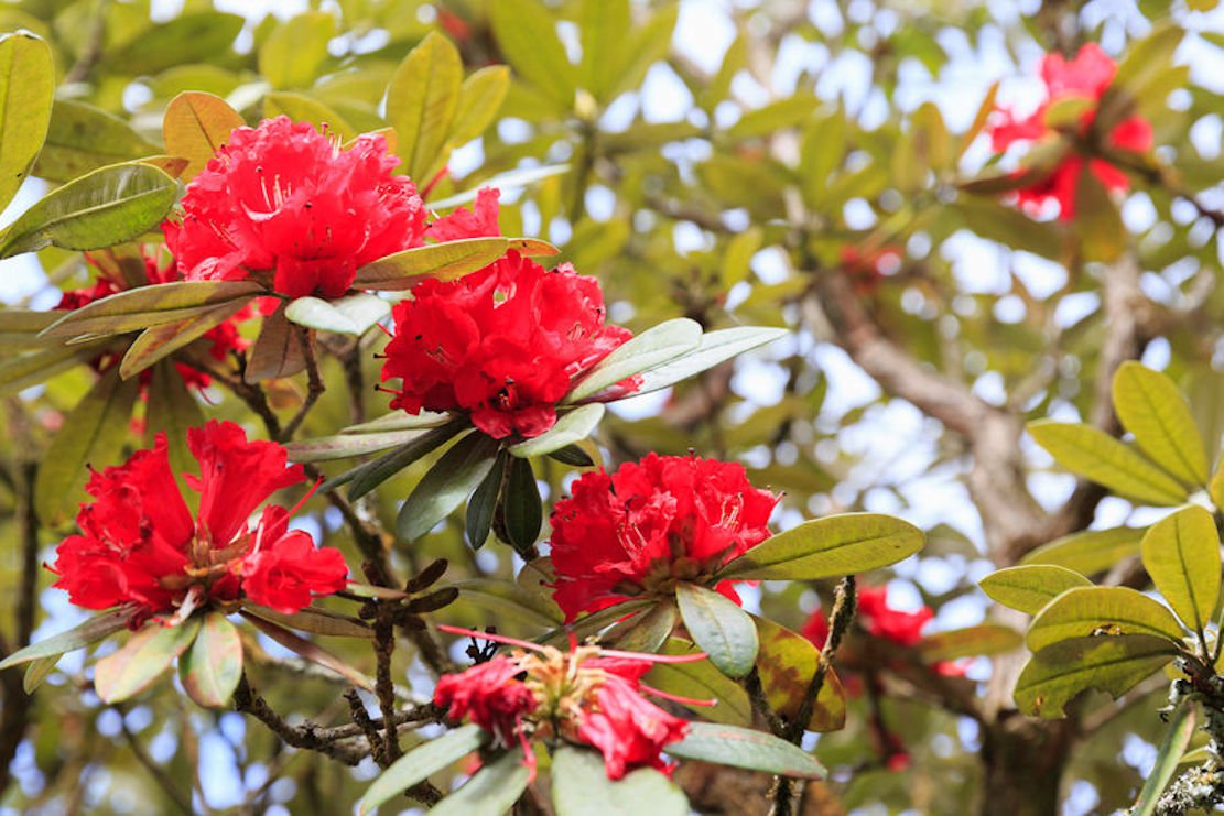 20 seeds Seeds Rhododendron arboreum Profusion of Large Red Flowers