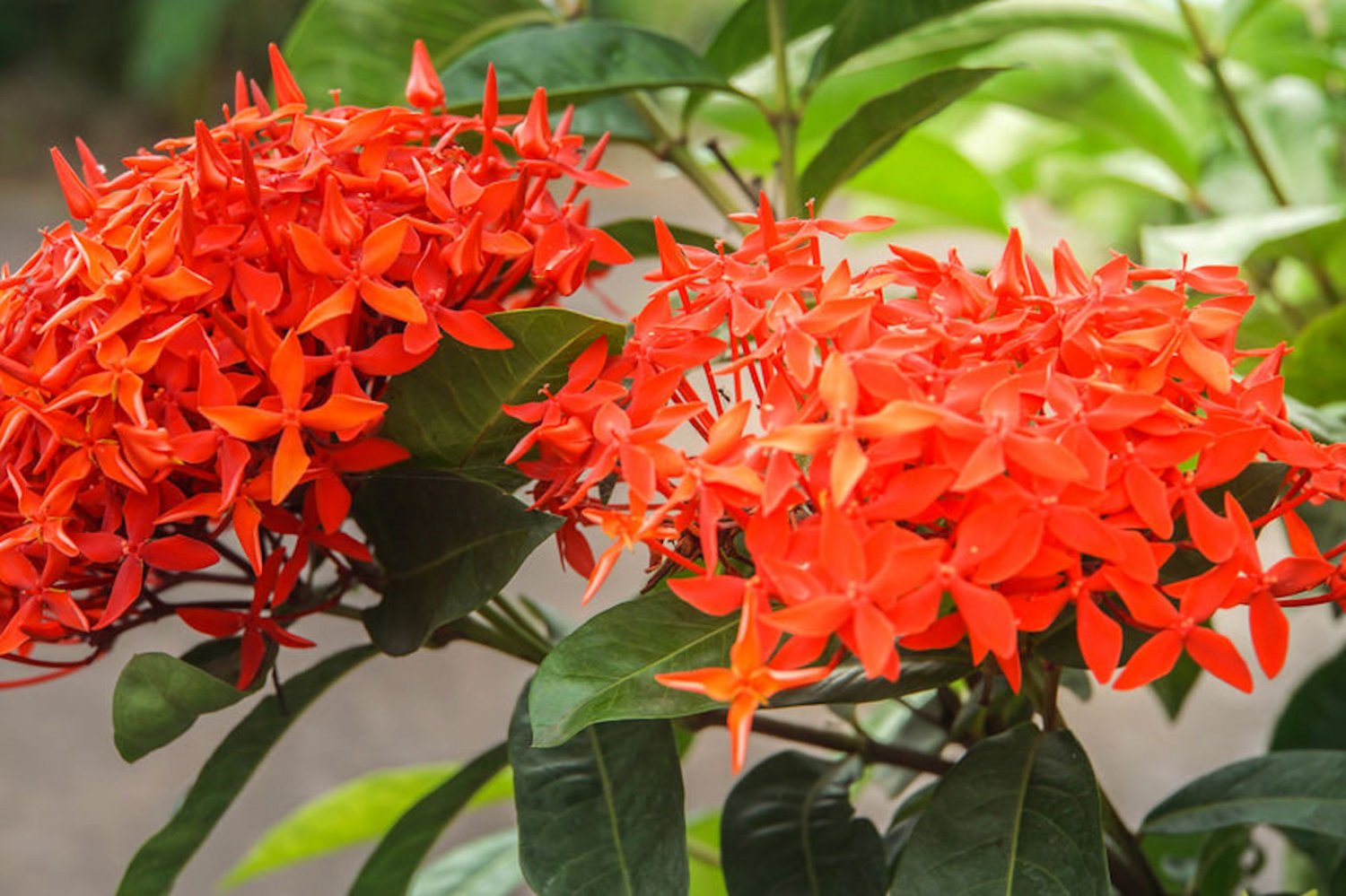 5 seeds Gum karaya seeds Rare Tropical Ornamental Rauvolfia serpentina