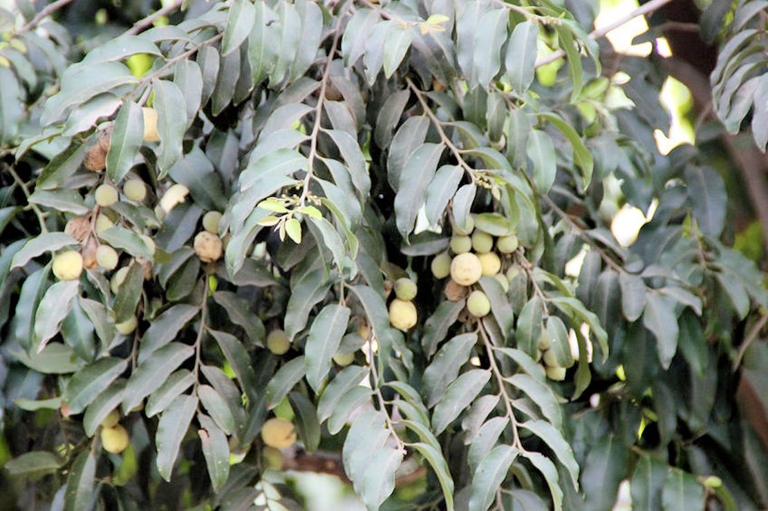 8 Tropical plant seeds! Putranjiva roxburghii Rare Tropical Beauty