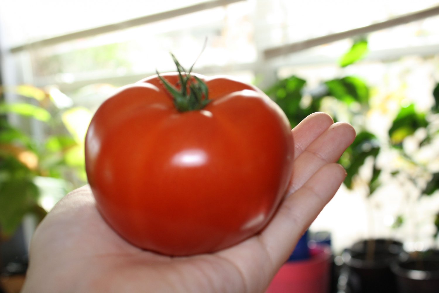 Помидоры beefsteak Heirloom Tomato