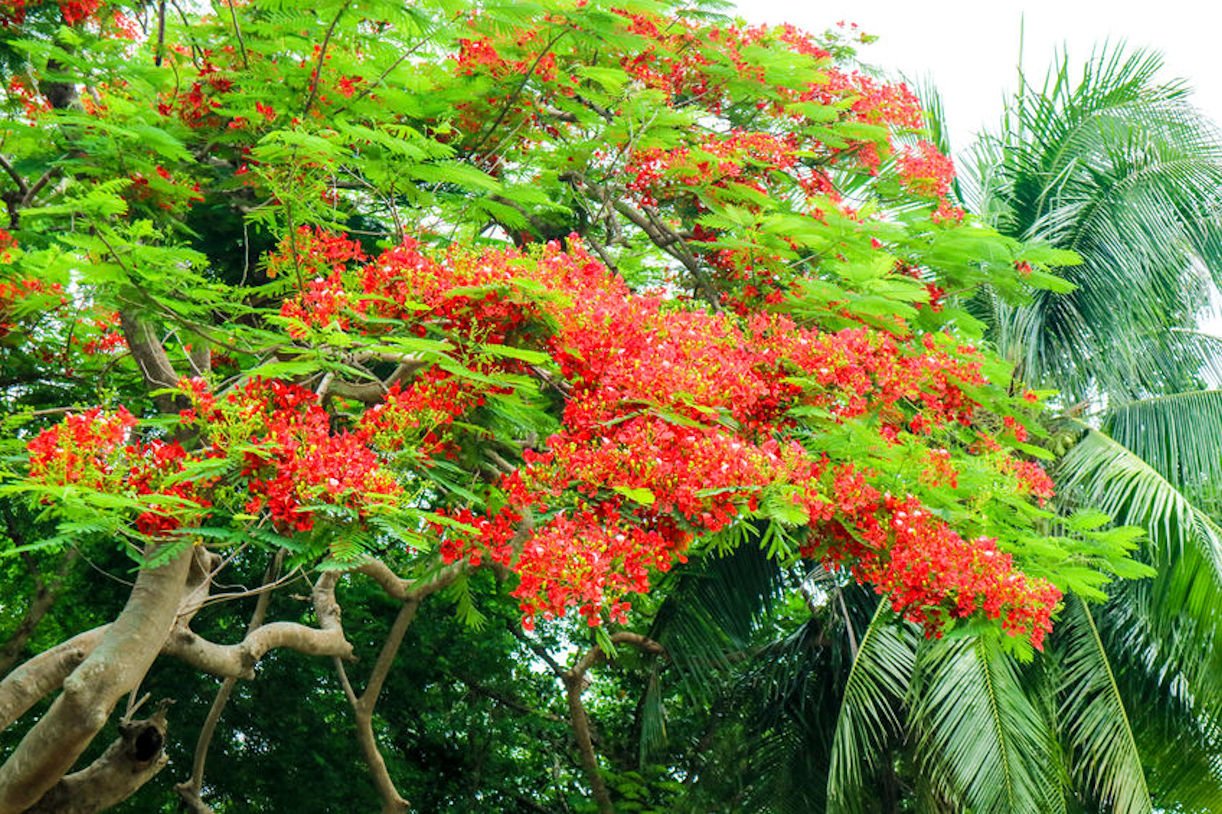8 Tropical seeds! Illawarra Flame Tree Kurrajong great in small spaces