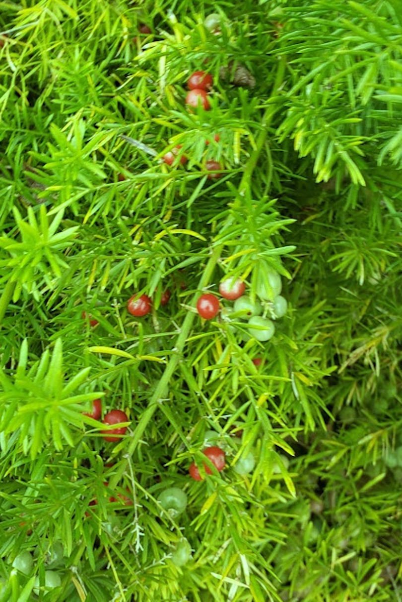 10 Tropical plant seeds! Ornamental Asparagus racemosus Wild Indian