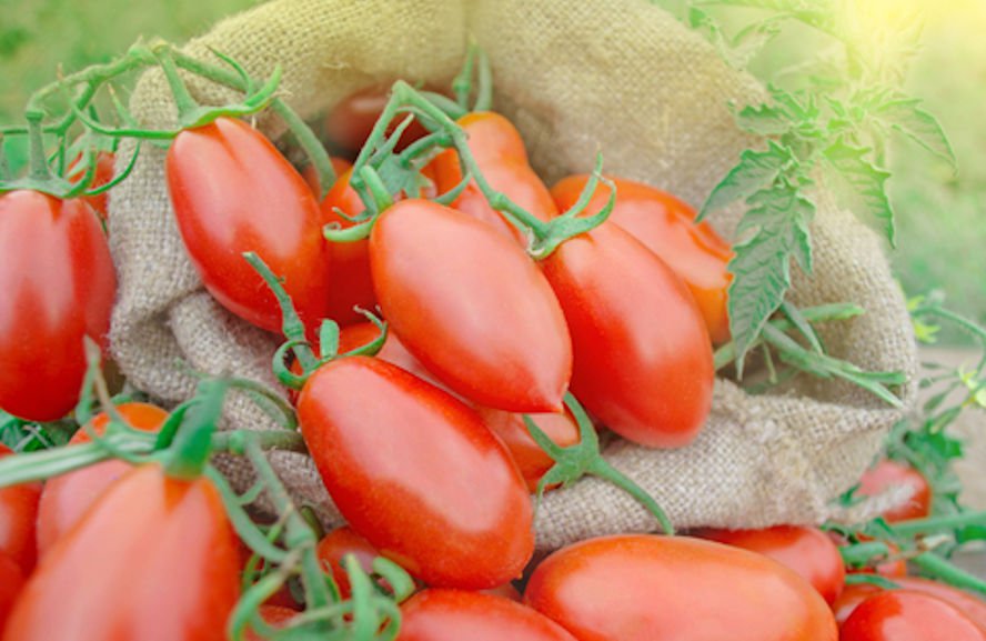 Roma Paste Heirloom Tomato 25 Seeds Non GMO Sauce Freezing Fresh