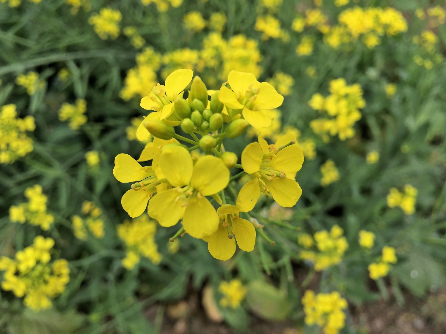 App 250 Premium Seeds Brassica Juncea Indian Mustard Garden Seeds   5c0a844e645e2 396704b 