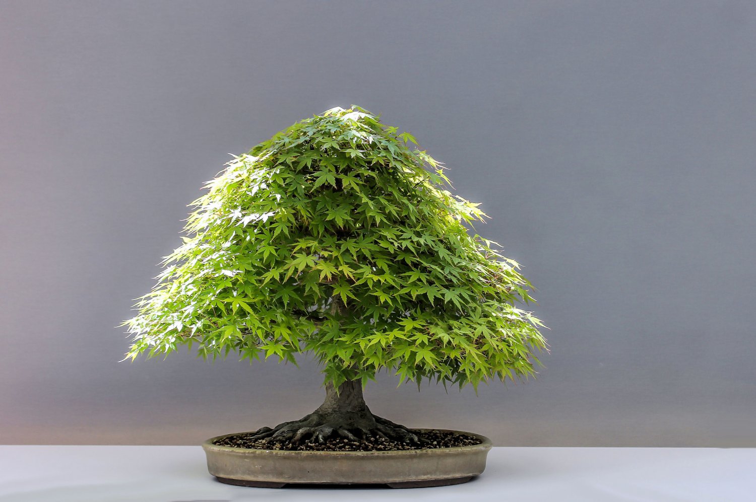 10 Tree Seeds Acer palmatum Japanese Green Maple Seeds! Bonsai