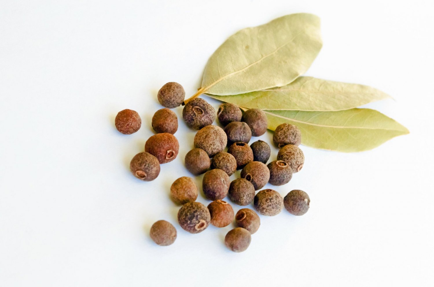 10 seeds Pimenta dioica Allspice Seeds Jamaican Pepper Spice Ornamental