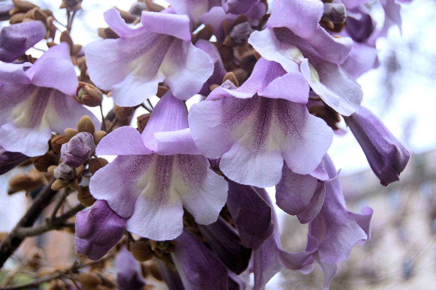 20 Premium Seeds Empress Tree Stunning Purple Flower Clusters Aromatic