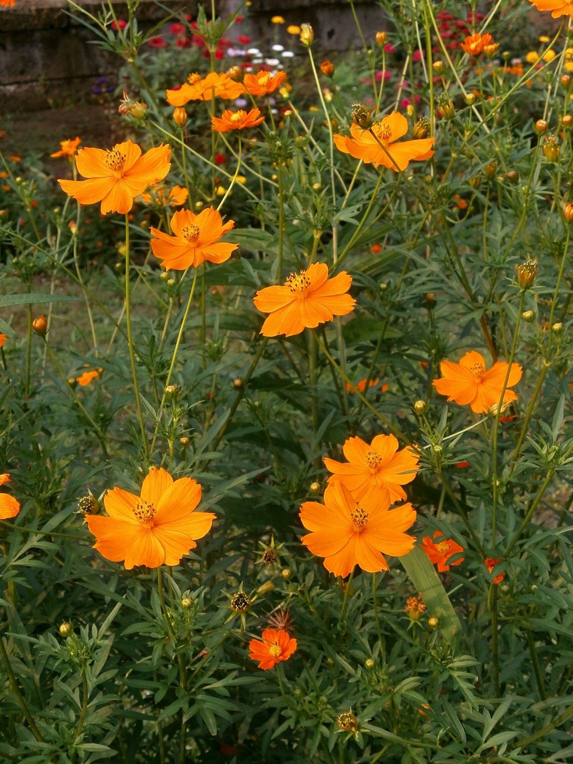 40 Seeds Cosmos Sulphur Orange Drought Tolerant Annual Bright Flowers ...