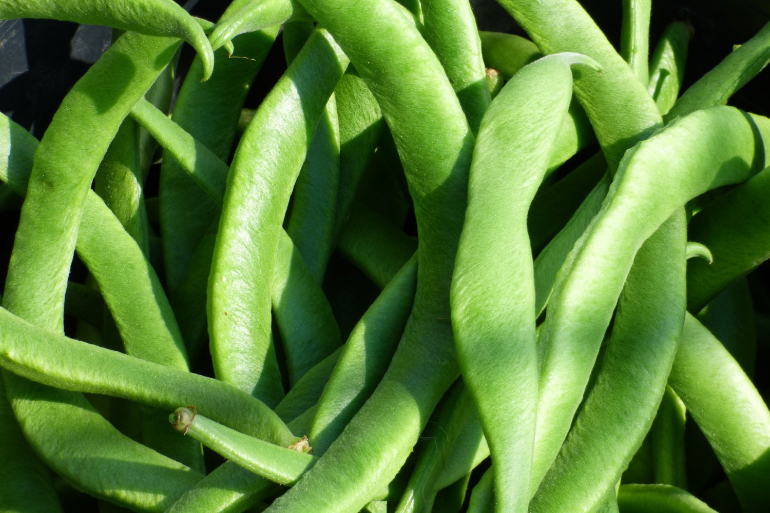 white-half-runner-green-bean-75-seeds-high-yields-4-gourmet-beans