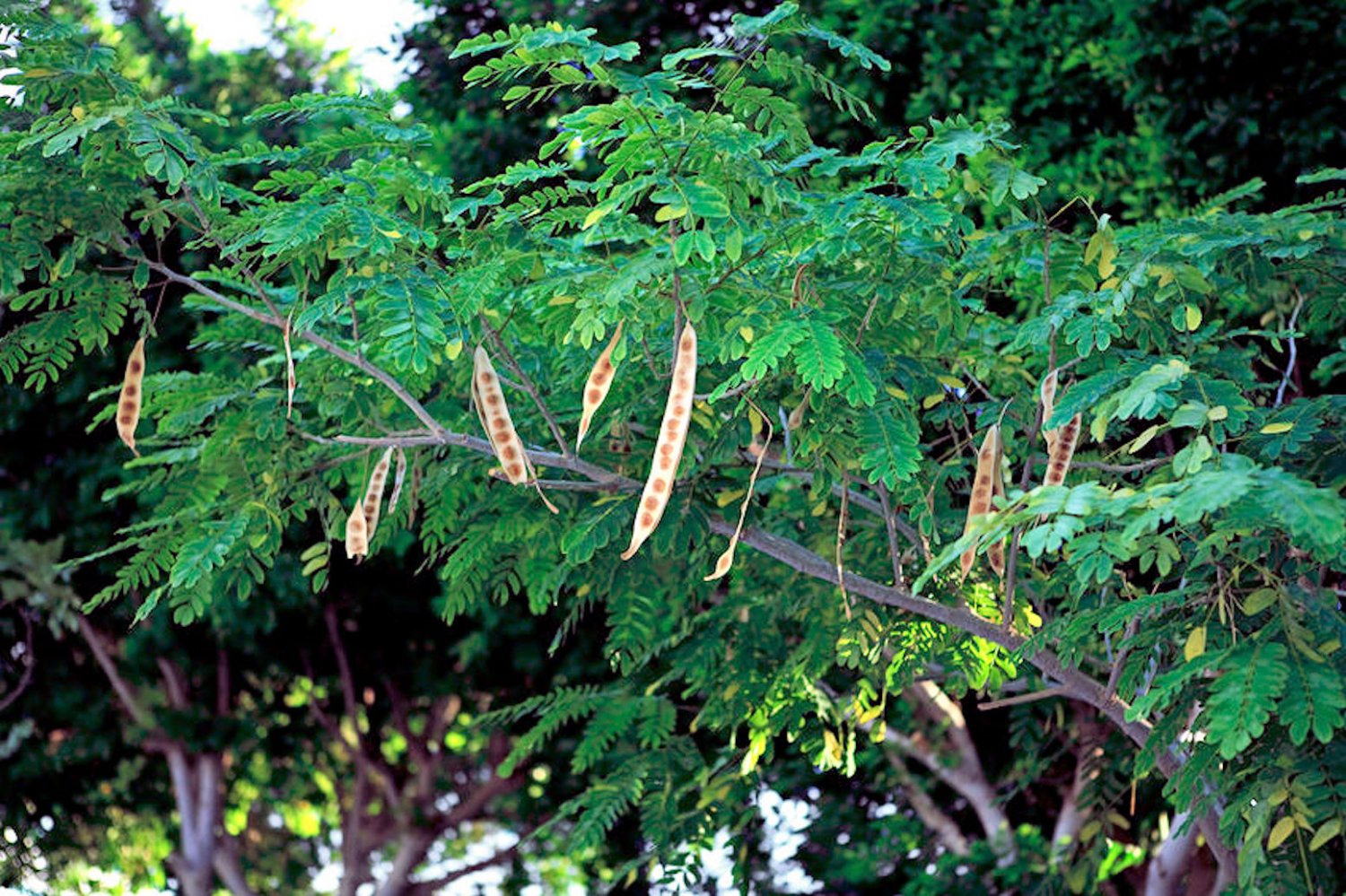 10 Seeds Albizia Lebbeck Tree Mimosa Seeds Fast Growing