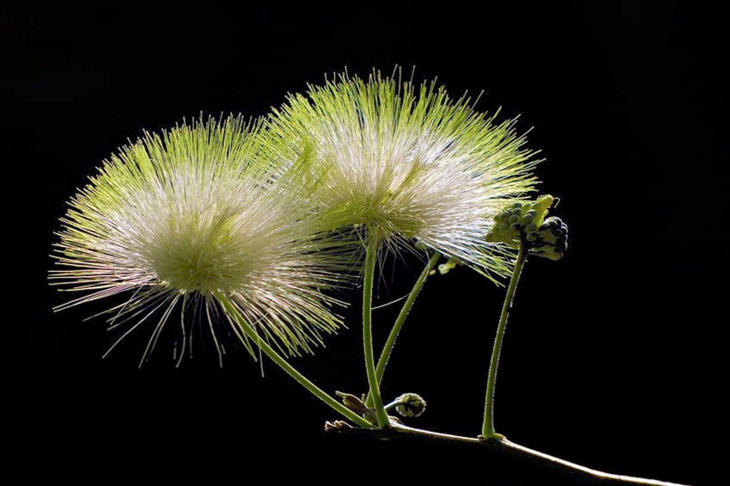 10 Seeds Albizia Lebbeck Tree Mimosa Seeds Fast Growing