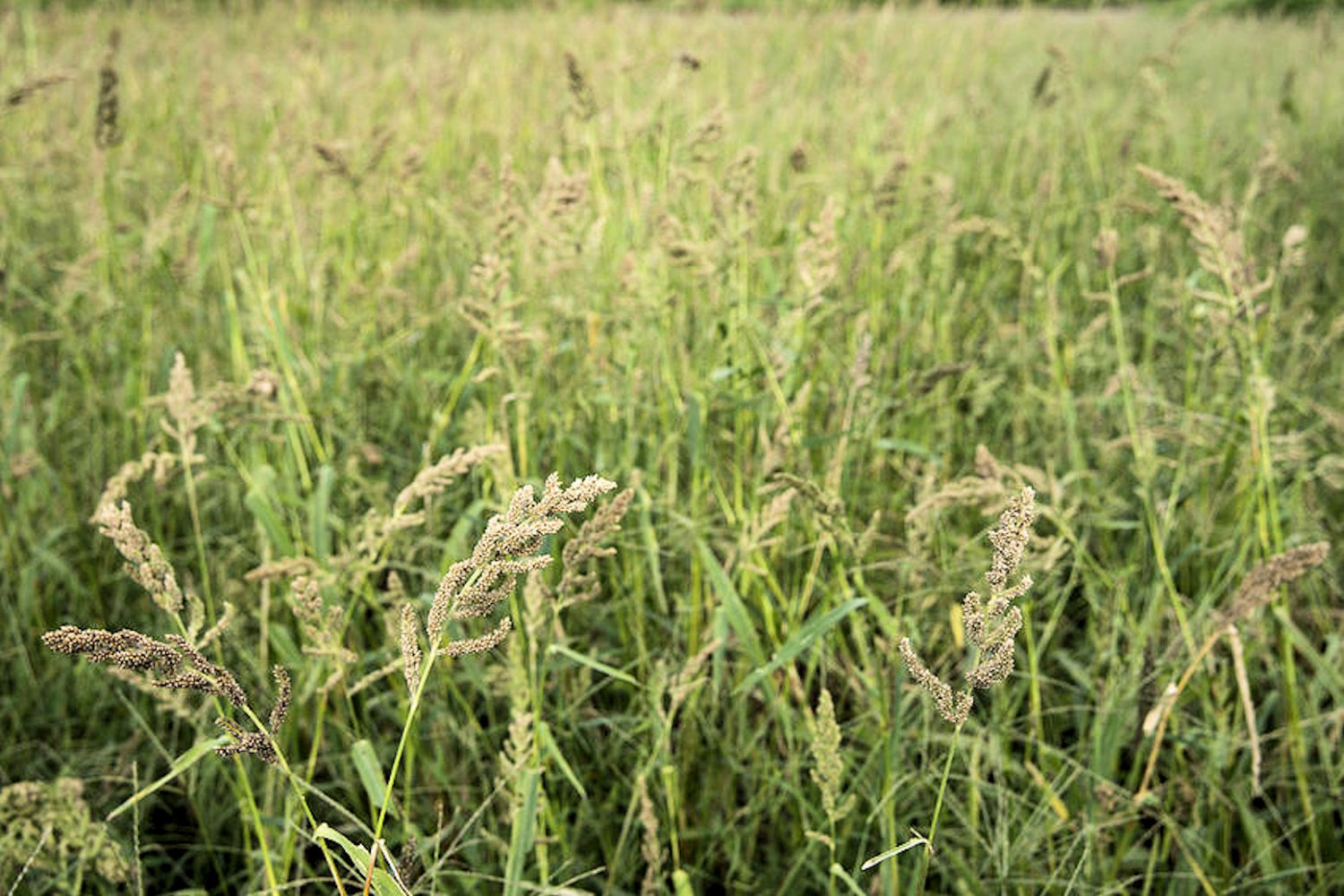 App 5000+ seeds Japanese Millet Forage crop ground cover erosion
