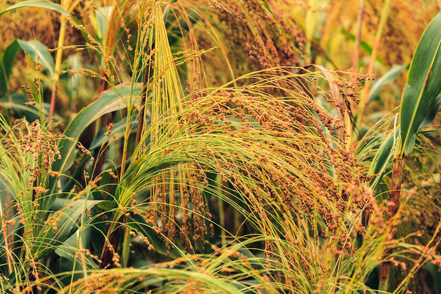 500 seeds Starter Pack White Proso Millet Forage crop ground cover