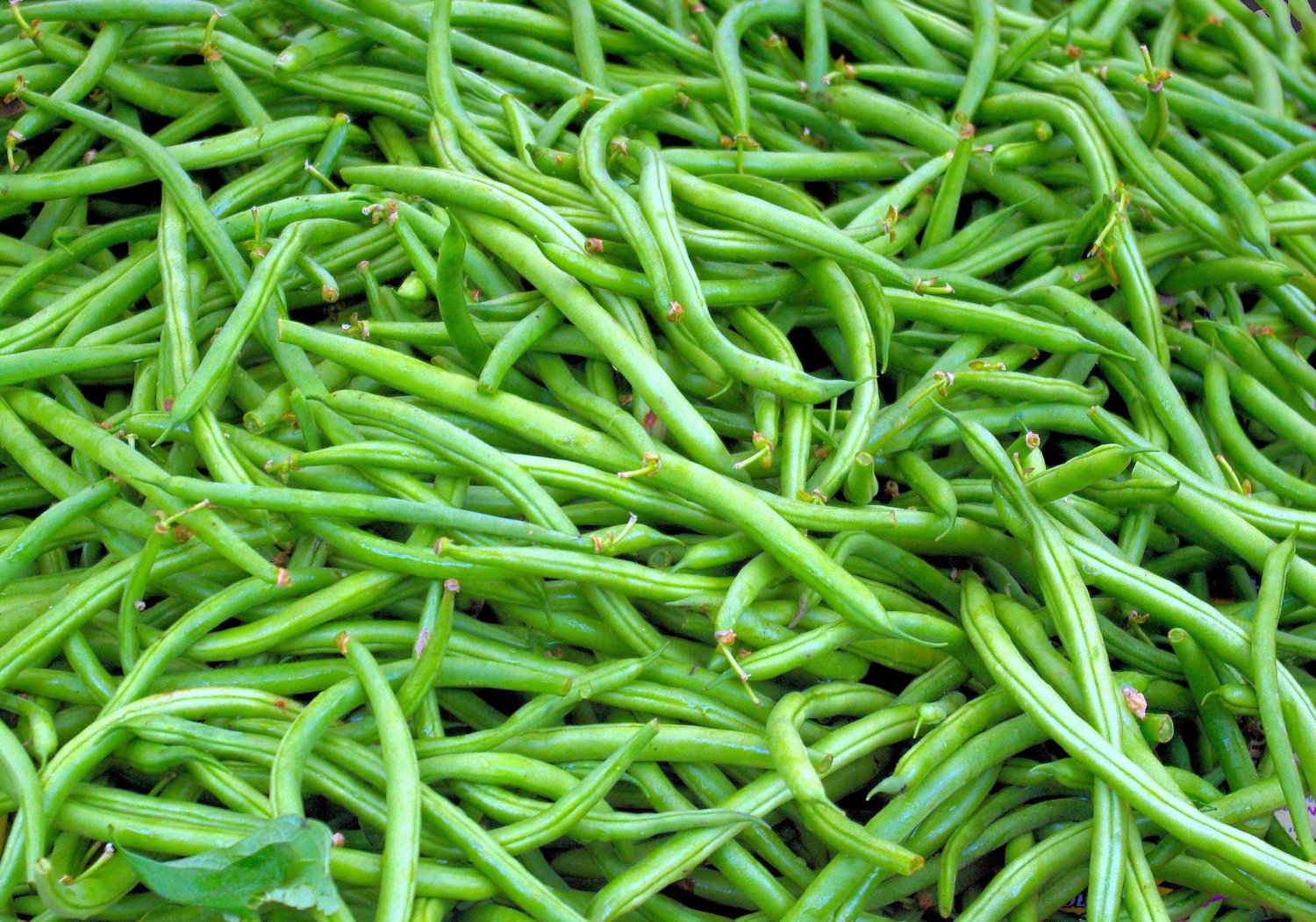 75 Premium Seeds Tenderette Bush Bean Seeds! Excellent Flavor Heirloom