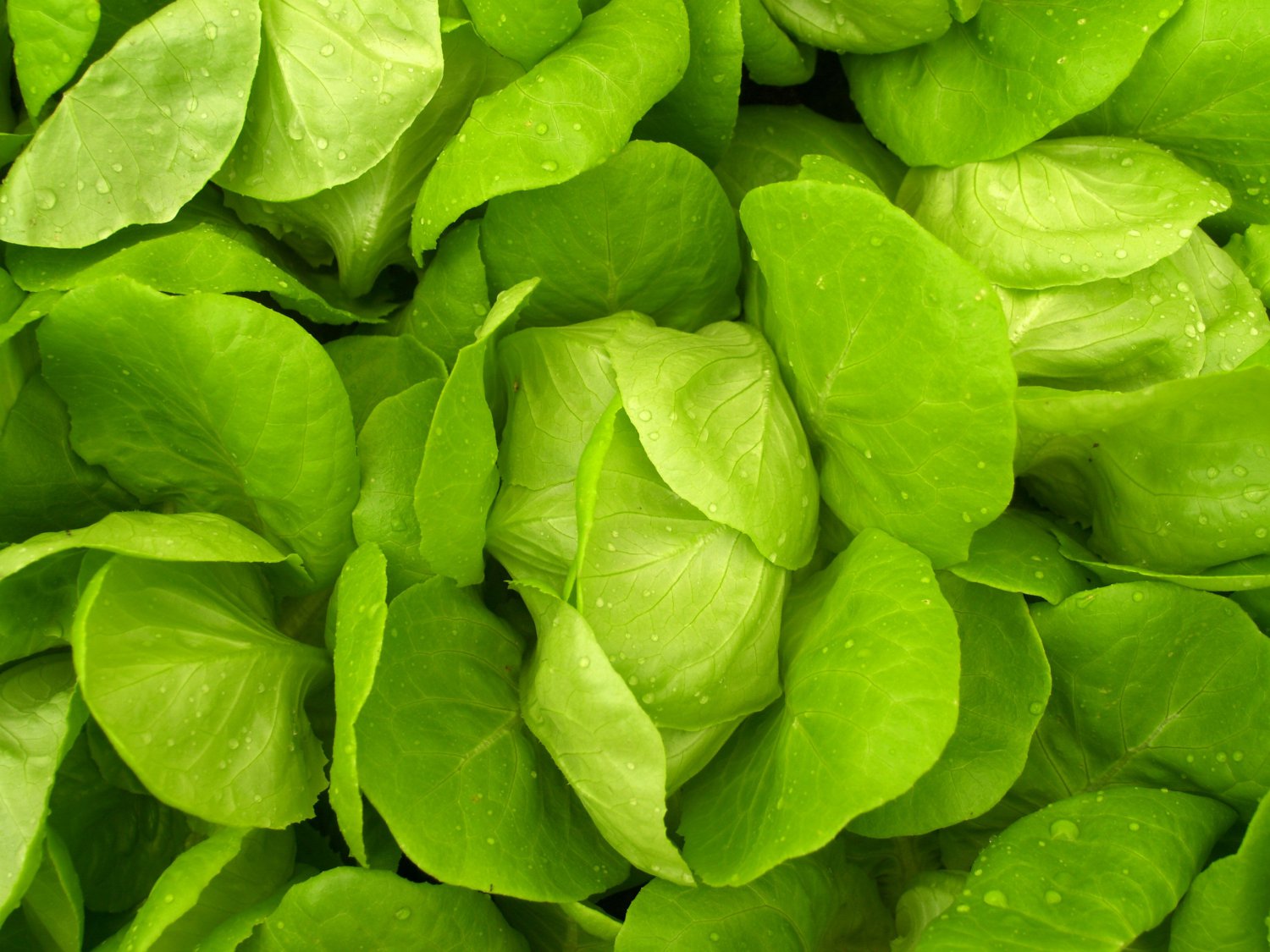 250 Seeds Little Gem Lettuce Seeds Perfect for small gardens Non GMO Small Solid Heads