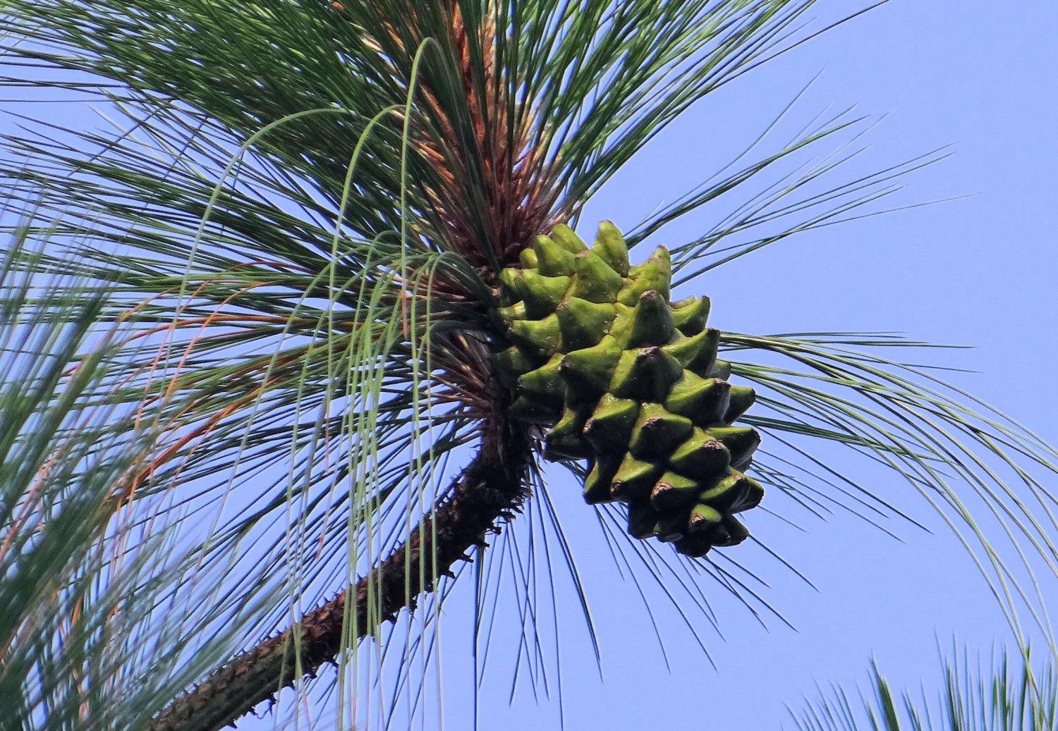 Pinus wallichiana (Excelsa)