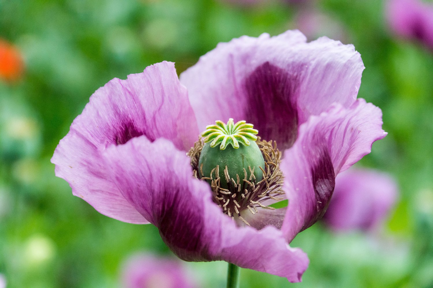 App 100 + Premium seeds! Hungarian Breadseed Poppy Lavender annual flower