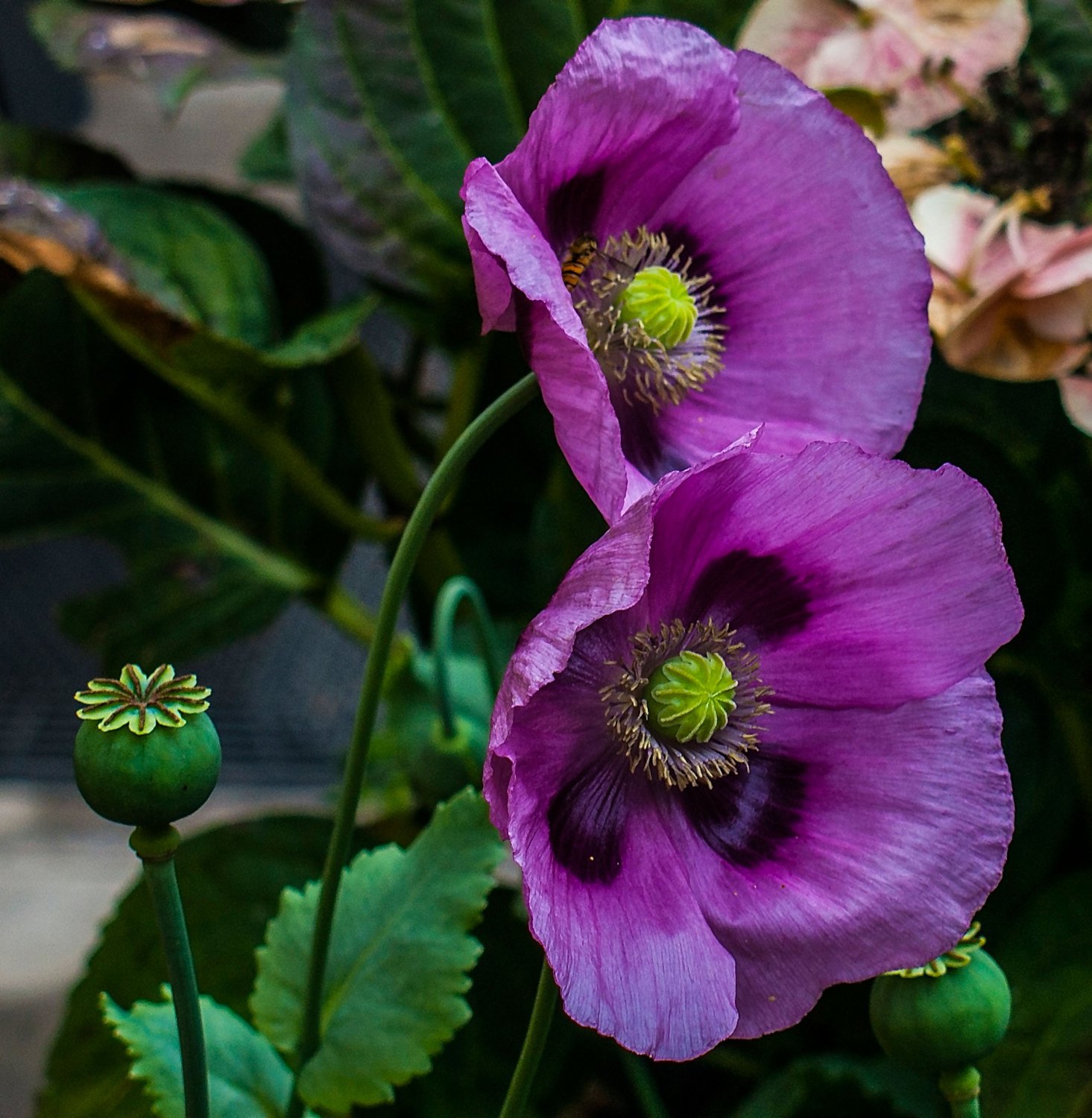 App 100 + Premium seeds! Hungarian Breadseed Poppy Lavender annual flower