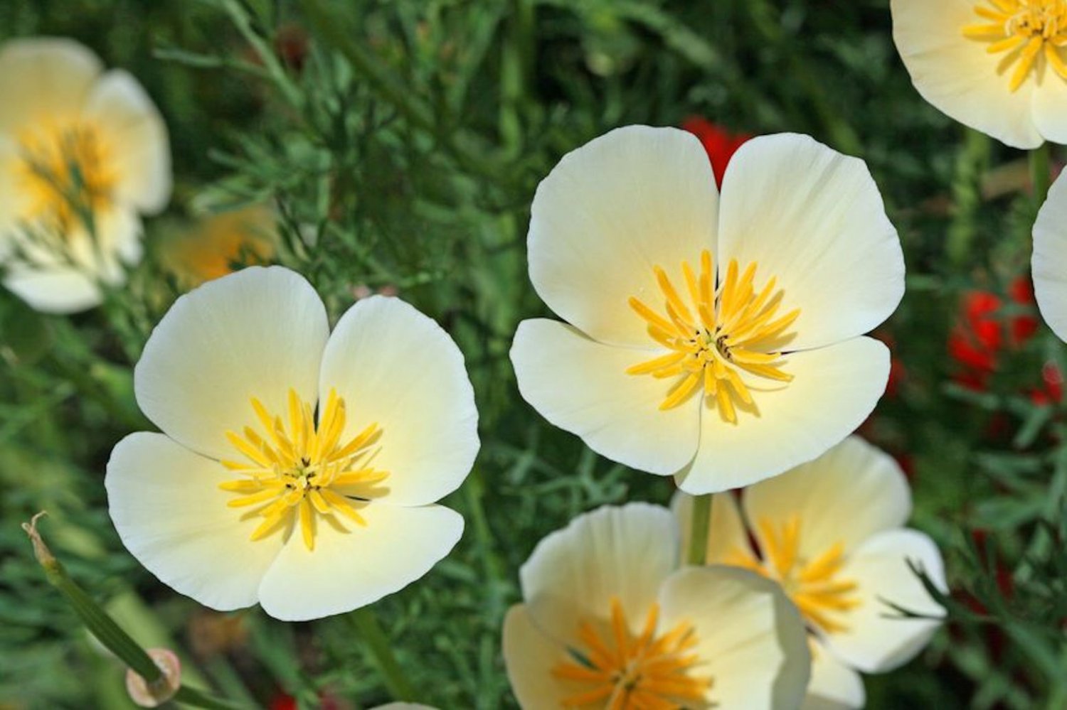 App 100 + Premium seeds! California Poppy White Linen annual flower Attracts Butterflies