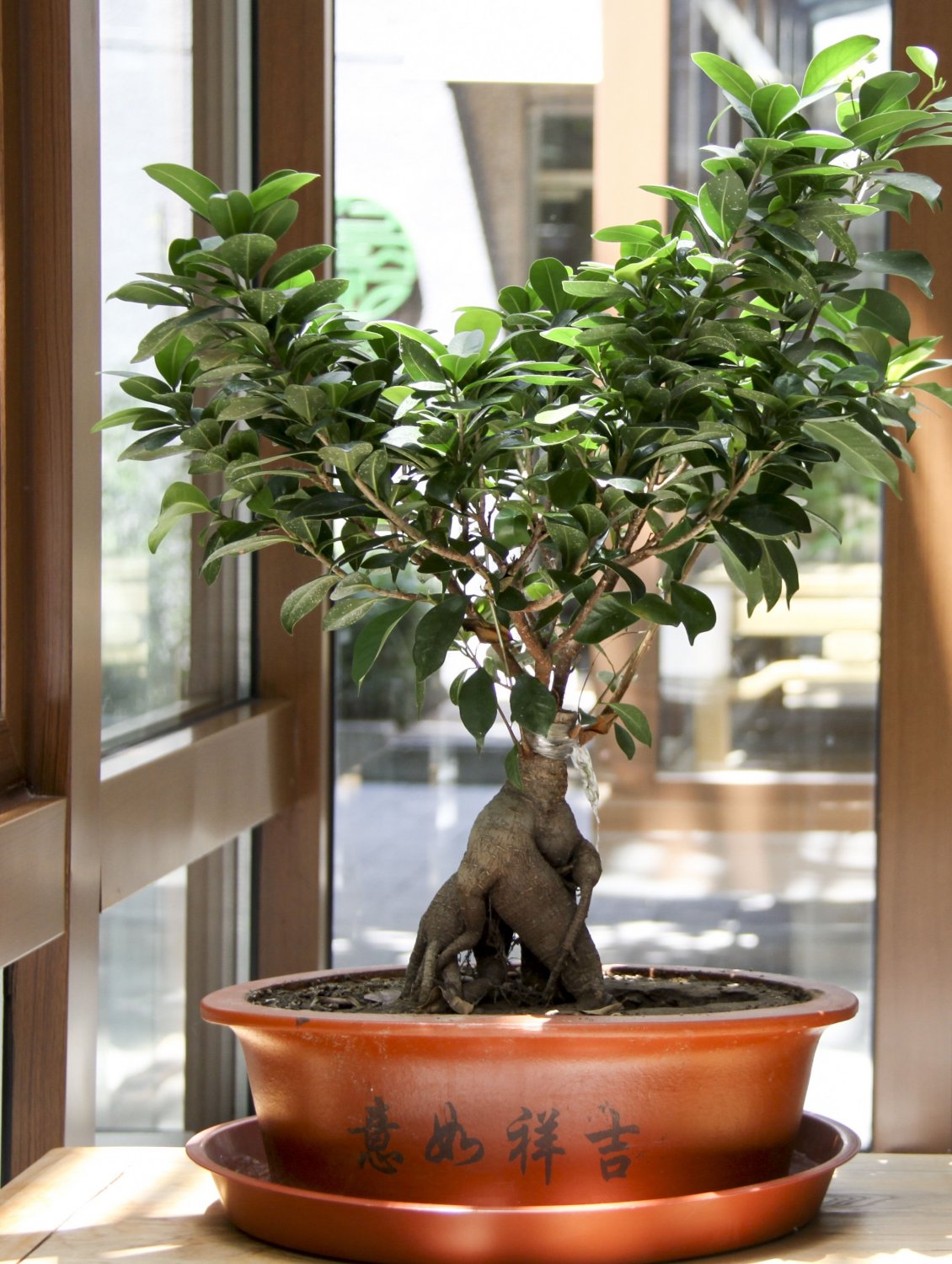 20 seeds Ficus racemosa Fig Tree Tree Tropical Plant Bonsai or