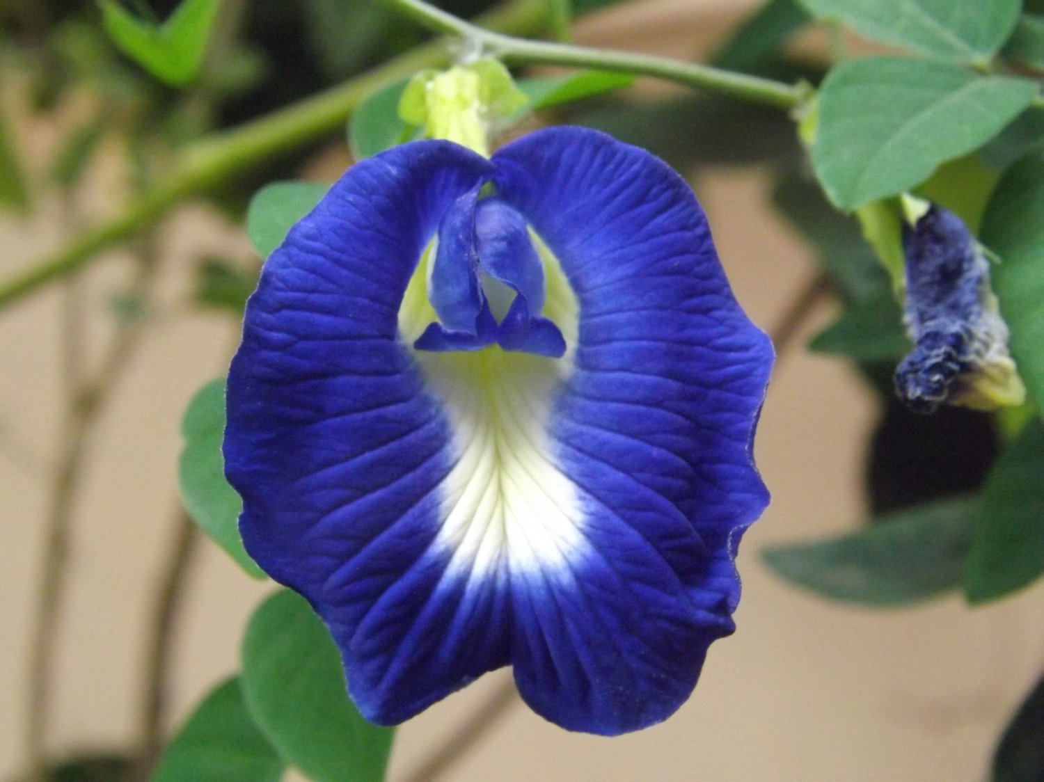 5 Seeds Clitoria Ternatea Blue Butterfly Pea Seeds New Harvest Stunning