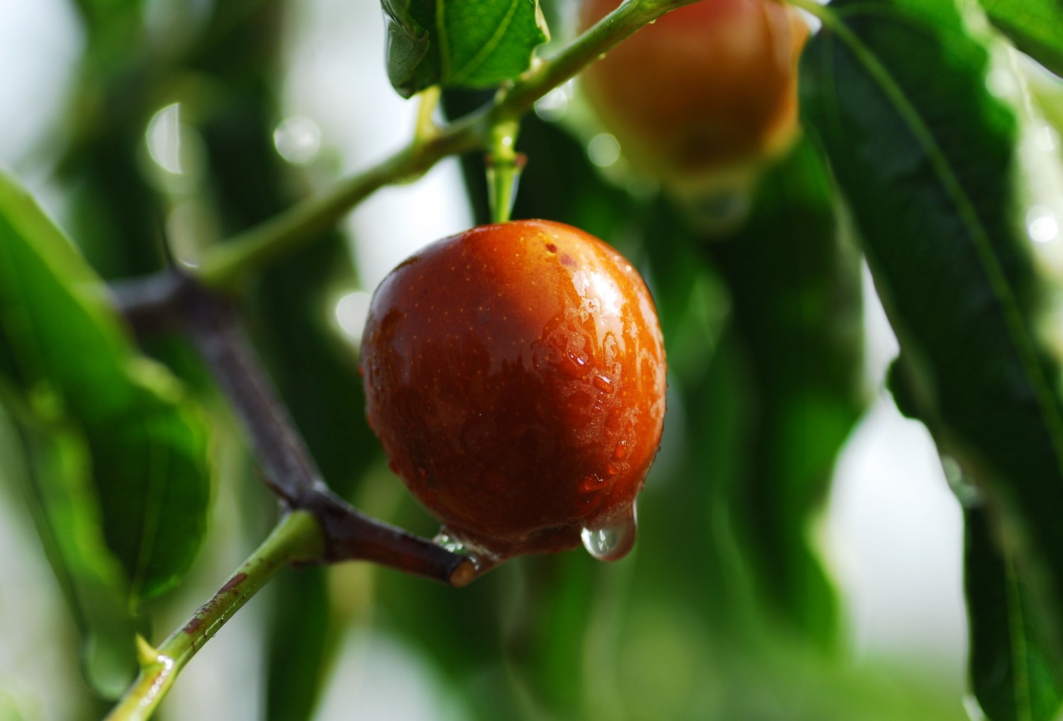 10 seeds Indian Jujube Tree RARE tropical evergreen Zizyphus / Ziziphus ...