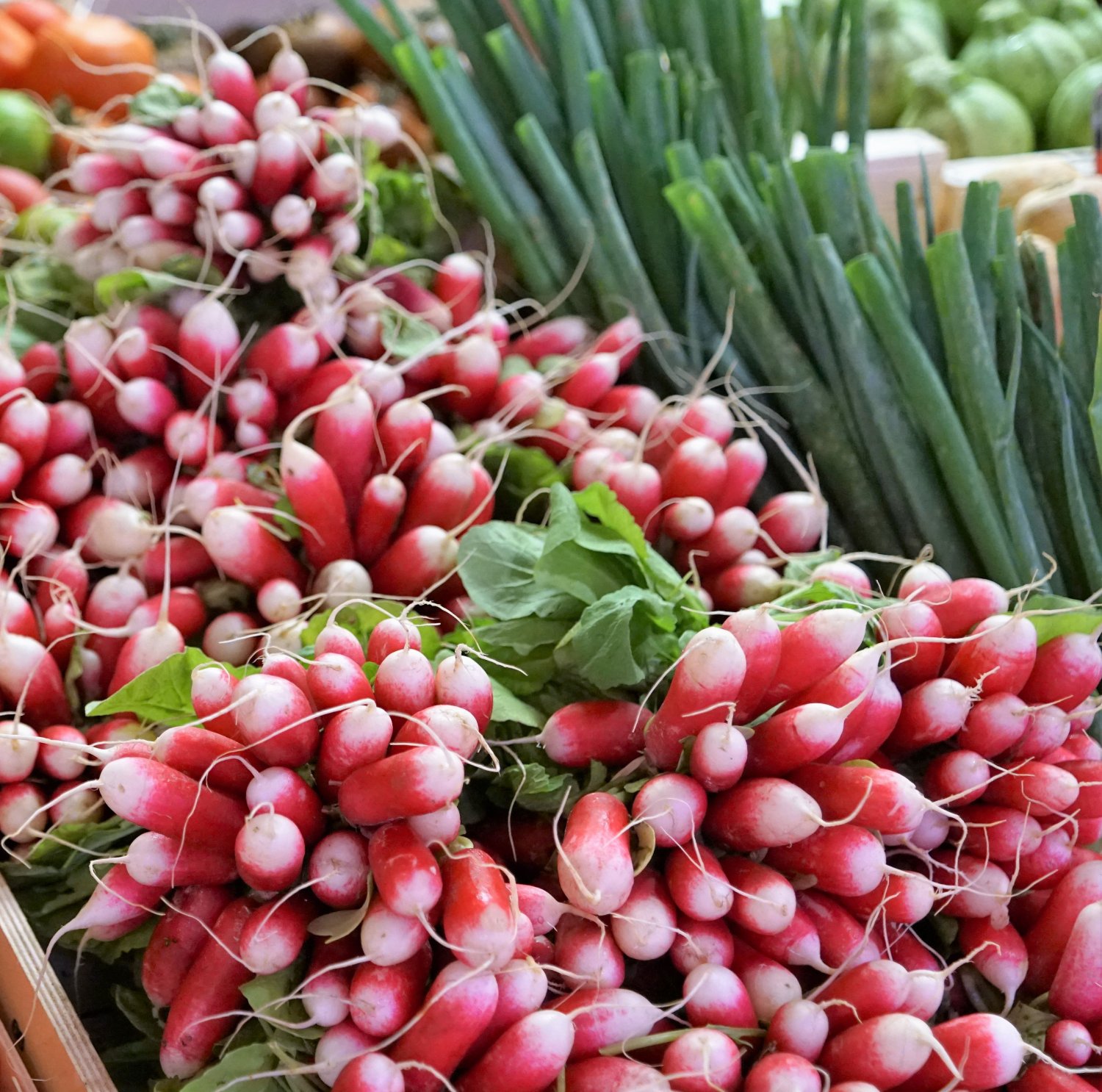 100 Seeds French Breakfast Radish Heirloom Seeds Non GMO Delicious