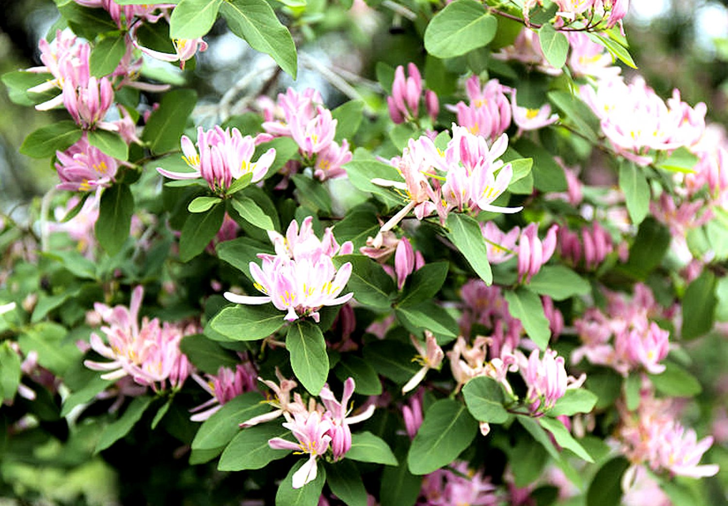 10 Seeds Tatarian Honeysuckle Lonicera tatarica Seeds Shrub Hummingbirds Love Rosy Blooms
