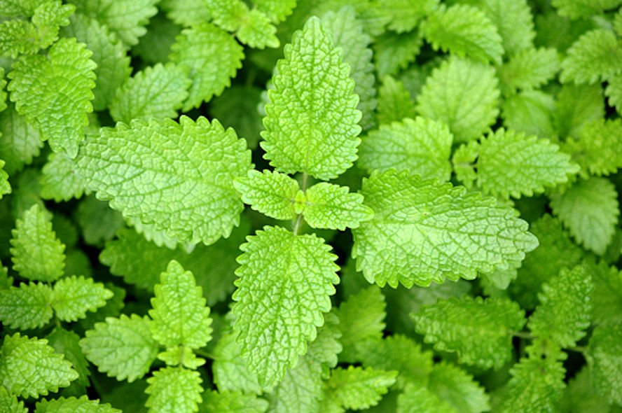 Pleasant Himalayan Mint- Elsholtzia blanda -10 Garden Herb Seeds ...