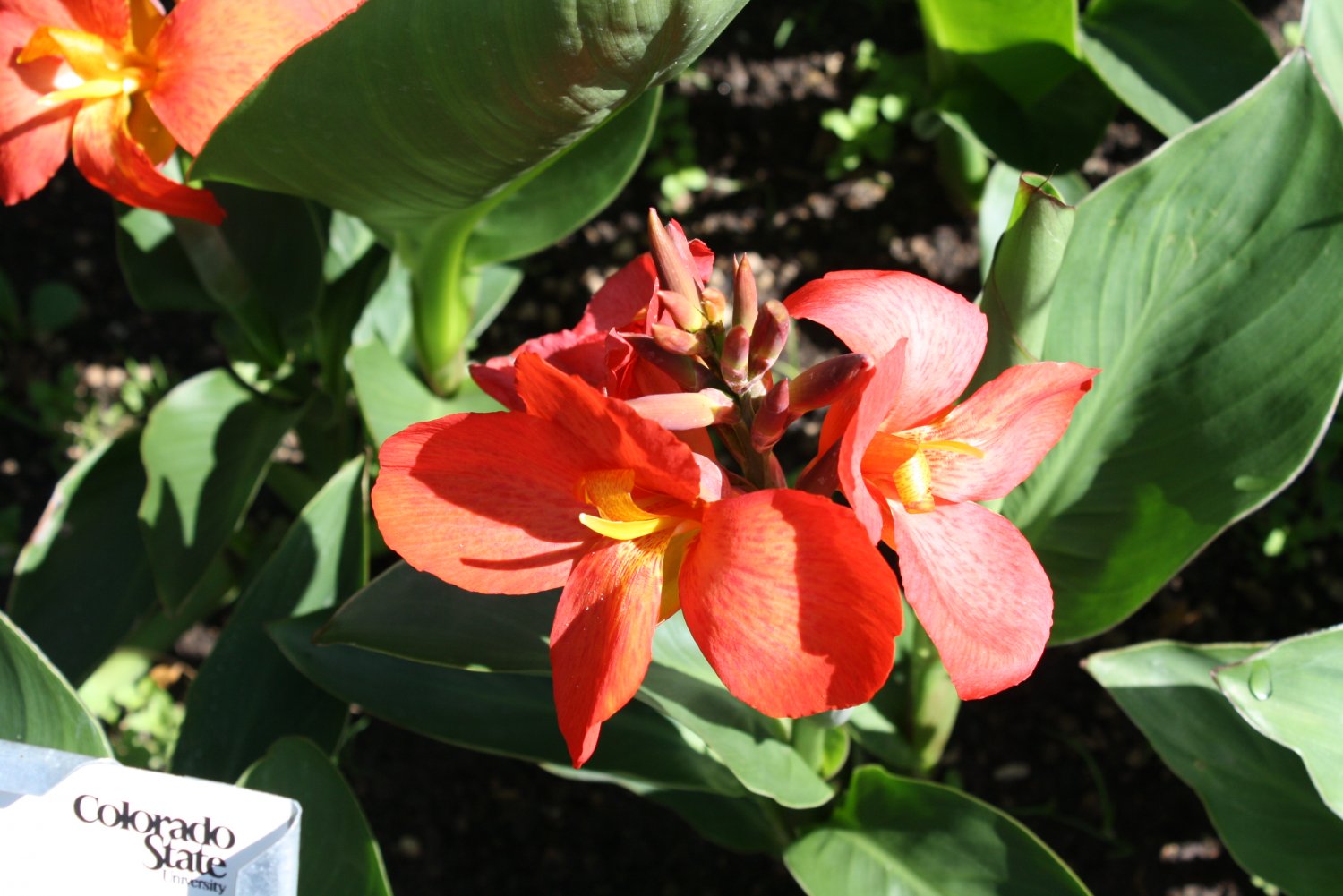 10 Tropical Seeds Canna Indica Tropical Flower Seeds Brilliant Red