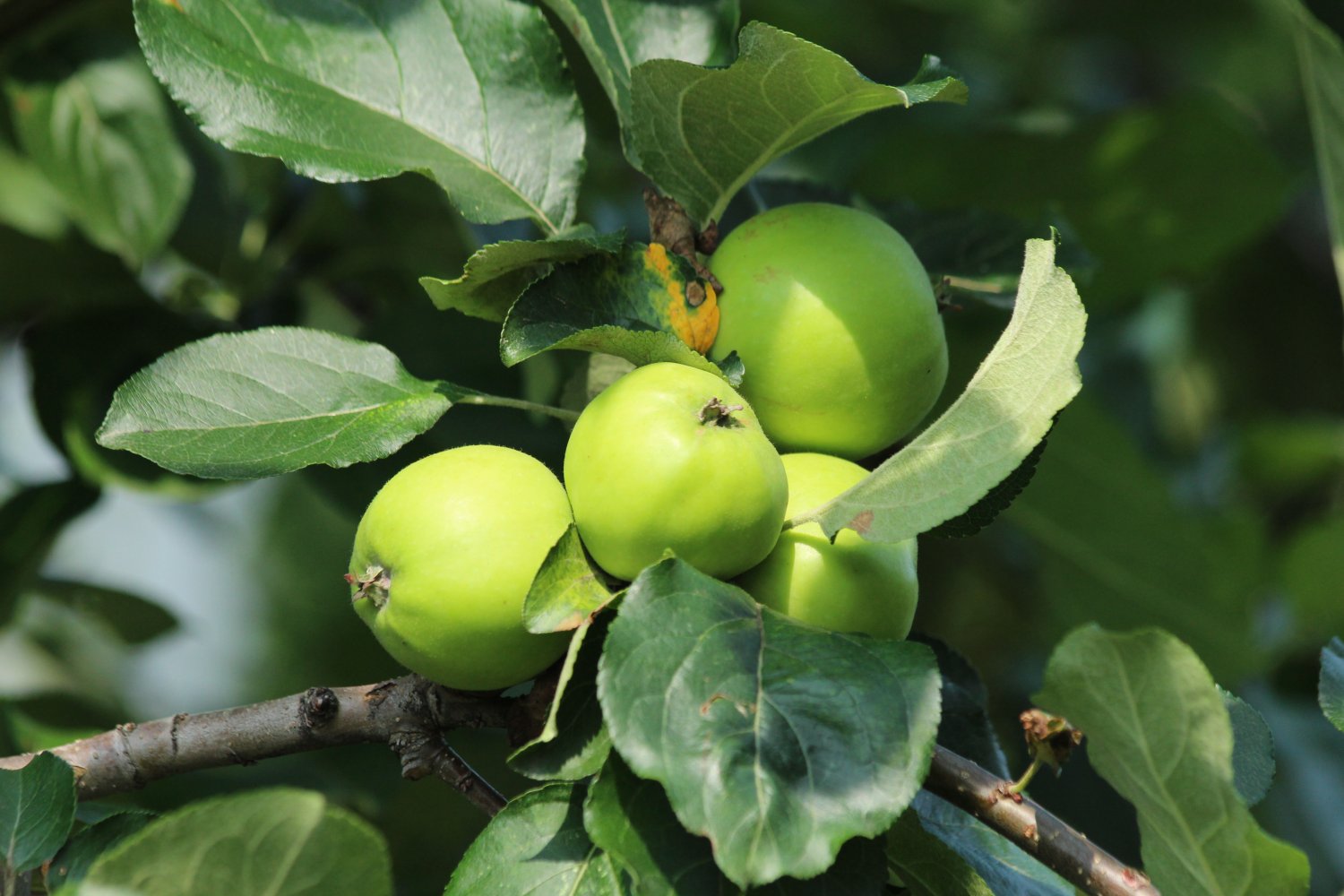 10-seeds-tropical-assam-apple-abundant-fruit-production-white-blooms