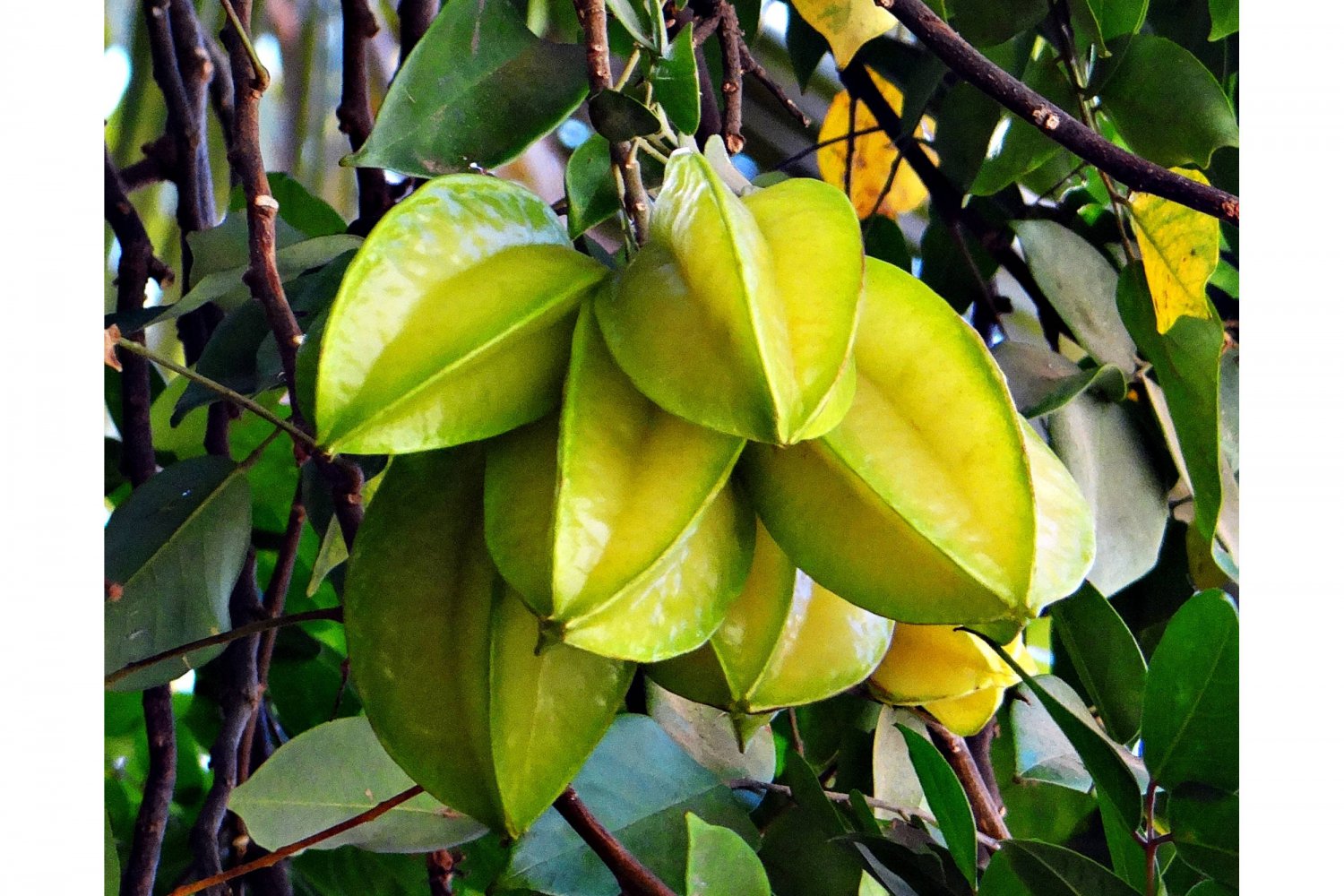 10 Premium Seeds AVERRHOA Carambola Star Fruit Tree Seeds Small Good In ...