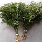 Bulk Princess pine