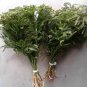 Bulk Princess pine