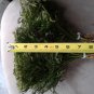 Bulk Princess pine