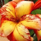 Plumeria "Peach Orchard" RARE Cutting