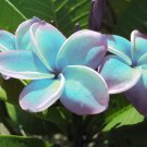 Plumeria "Aqua" RARE Cutting