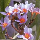 Plumeria "Dusk Bloom" RARE Cutting