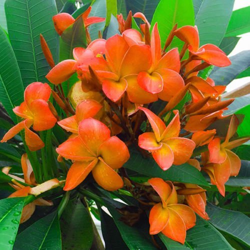 Plumeria "Lady Orange" RARE Cutting