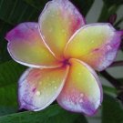 Plumeria "Hawaiin Mystery" RARE Cutting