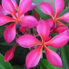 Plumeria "Geisha" RARE Cutting