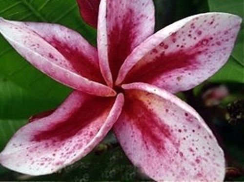 Plumeria "Spotted Red Star" RARE Cutting