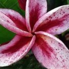 Plumeria "Spotted Red Star" RARE Cutting