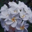 Plumeria "Wedding Day" RARE Cutting