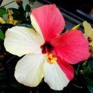 Hibiscus Hybrid Rare Cutting "Picaso"
