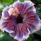 Hibiscus Hybrid Rare Cutting "The Void"