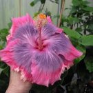 Hibiscus Hybrid Rare Cutting "Alolan Sunset"